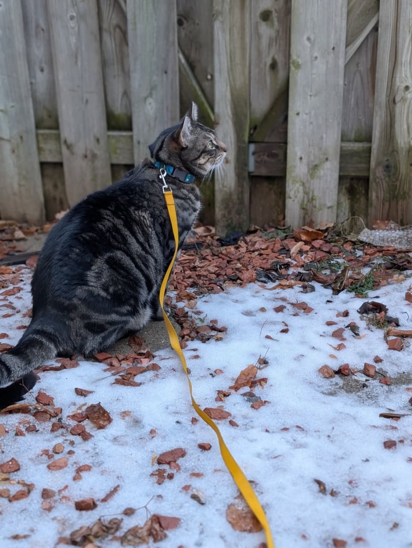 benjamin enjoying the backyard with pet pawlooza burlington