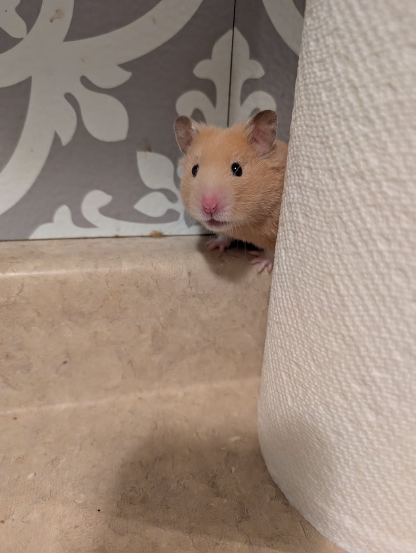 mario on an adventure with pet pawlooza burlington