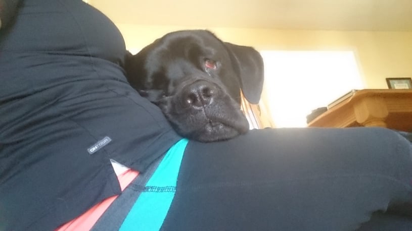 sunny having fun in the snow with pet pawlooza burlington